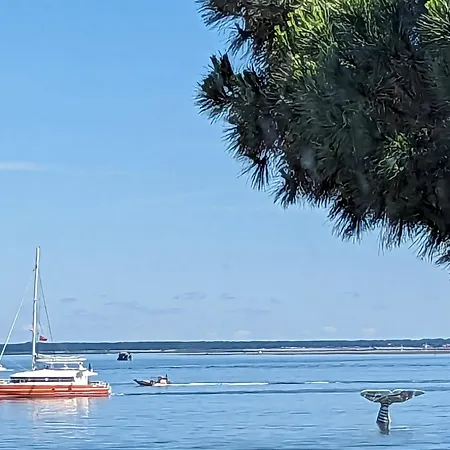 Bel T3 Au Centre D'arcachon Avec Parking - Fr-1-420-152 Apartment